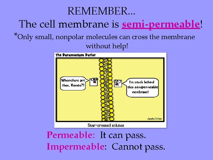 REMEMBER. . . The cell membrane is semi-permeable! *Only small, nonpolar molecules can cross