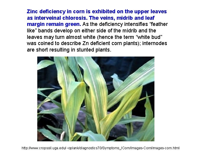 Zinc deficiency in corn is exhibited on the upper leaves as interveinal chlorosis. The