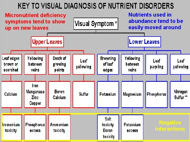 Micronutrient deficiency symptoms tend to show up on new leaves Nutrients used in abundance