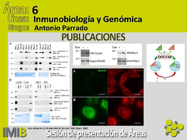 6 Inmunobiología y Genómica Antonio Parrado Ruiz-Lafuente N, Alcaraz-García MJ et al. Biol. Open