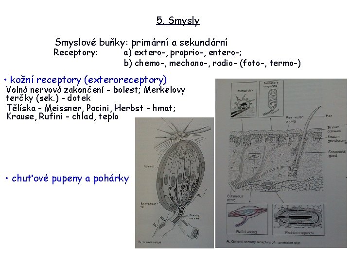 5. Smysly Smyslové buňky: primární a sekundární Receptory: a) extero-, proprio-, entero-; b) chemo-,