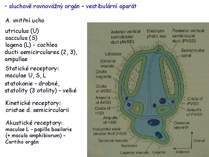  • sluchově rovnovážný orgán – vestibulární aparát A. vnitřní ucho utriculus (U) sacculus