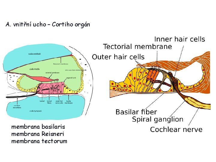 A. vnitřní ucho – Cortiho orgán membrana basilaris membrana Reisneri membrana tectorum 