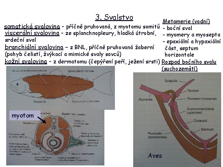 3. Svalstvo Metamerie (vodní) somatická svalovina - příčně pruhovaná, z myotomu somitů - boční