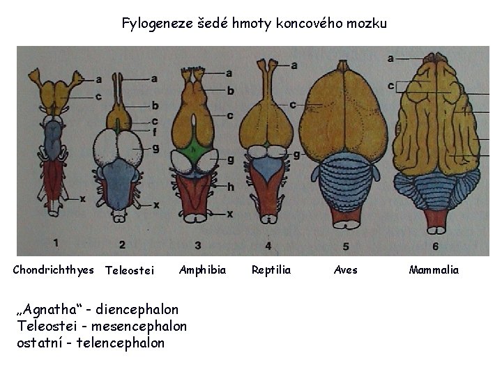 Fylogeneze šedé hmoty koncového mozku Chondrichthyes Teleostei Amphibia „Agnatha“ - diencephalon Teleostei - mesencephalon