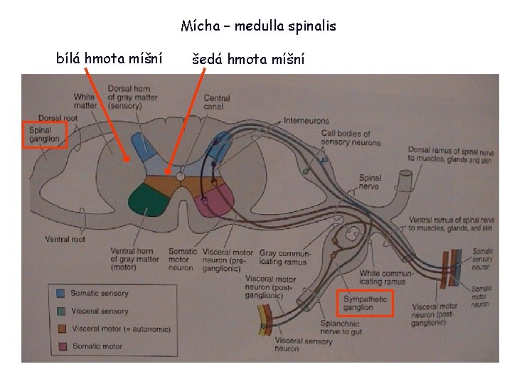 Mícha – medulla spinalis bílá hmota míšní šedá hmota míšní 