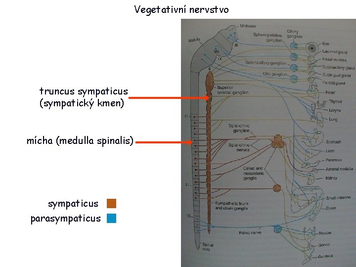 Vegetativní nervstvo truncus sympaticus (sympatický kmen) mícha (medulla spinalis) sympaticus parasympaticus 