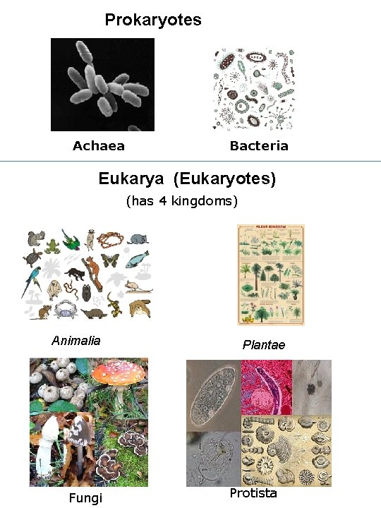 Prokaryotes Achaea Bacteria Eukarya (Eukaryotes) (has 4 kingdoms) Animalia Fungi Plantae Protista 