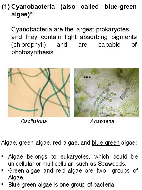 (1) Cyanobacteria (also called blue-green algae)*: Cyanobacteria are the largest prokaryotes and they contain