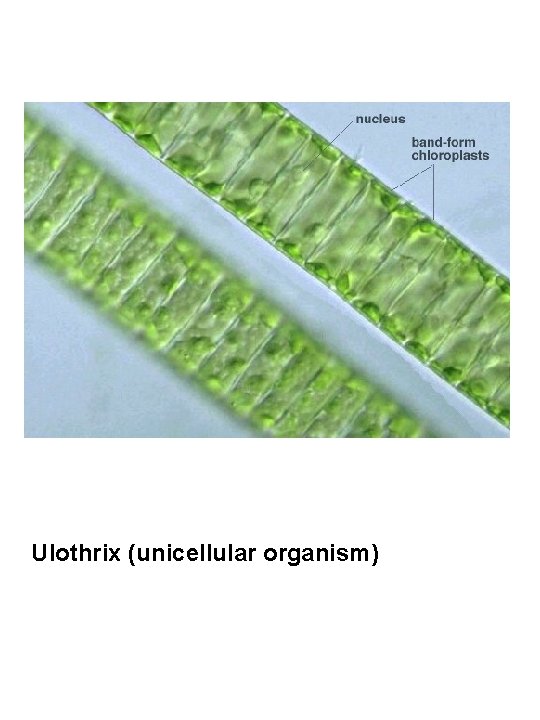 Ulothrix (unicellular organism) 