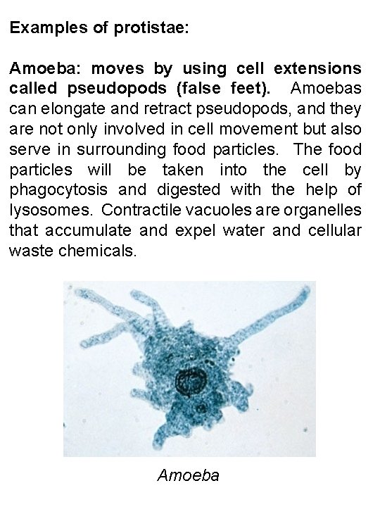 Examples of protistae: Amoeba: moves by using cell extensions called pseudopods (false feet). Amoebas