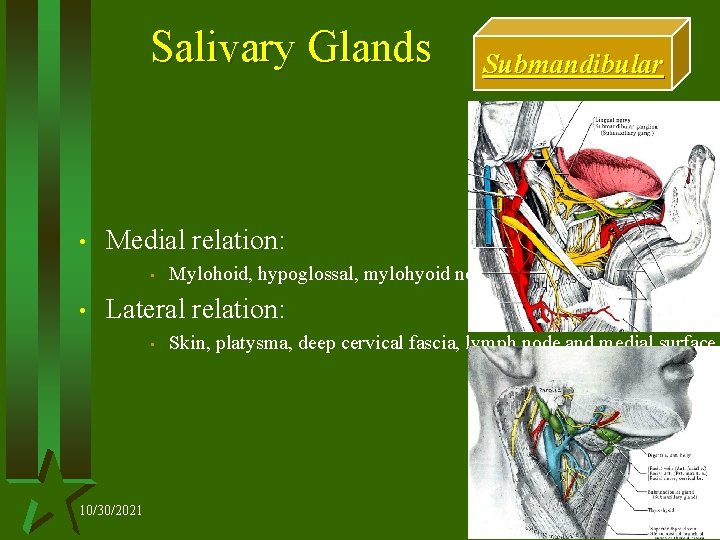 Salivary Glands • Medial relation: • • Submandibular Mylohoid, hypoglossal, mylohyoid nerve and vessels,