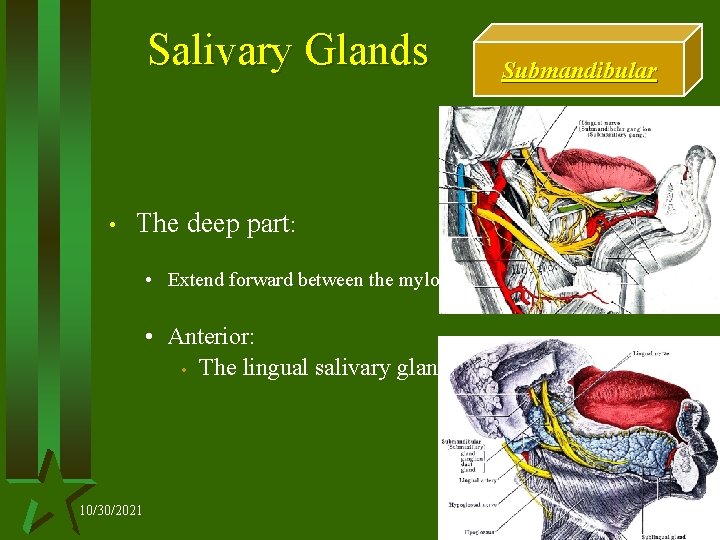Salivary Glands • Submandibular The deep part: • Extend forward between the mylohyoid below