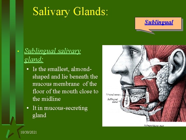 Salivary Glands: Sublingual • Sublingual salivary gland: • Is the smallest, almondshaped and lie