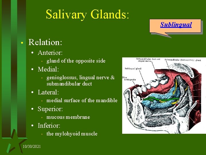 Salivary Glands: • Relation: • Anterior: • gland of the opposite side • Medial:
