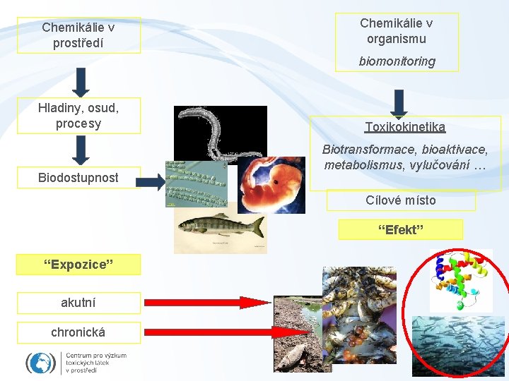 Chemikálie v prostředí Chemikálie v organismu biomonitoring Hladiny, osud, procesy Biodostupnost Toxikokinetika Biotransformace, bioaktivace,