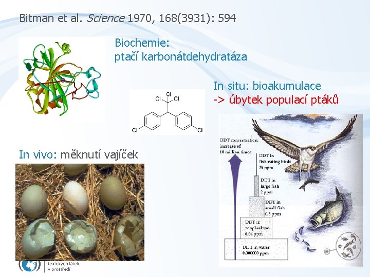 Bitman et al. Science 1970, 168(3931): 594 Biochemie: ptačí karbonátdehydratáza In situ: bioakumulace ->