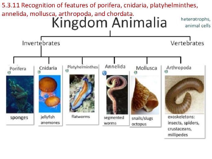5. 3. 11 Recognition of features of porifera, cnidaria, platyhelminthes, annelida, mollusca, arthropoda, and