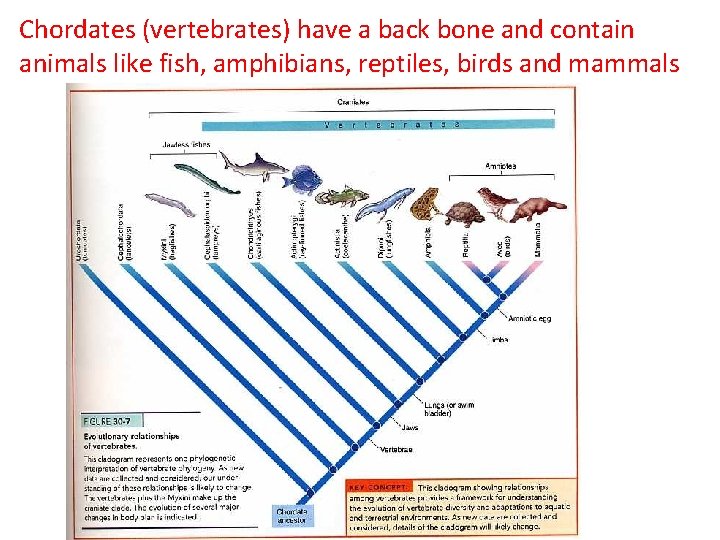 Chordates (vertebrates) have a back bone and contain animals like fish, amphibians, reptiles, birds