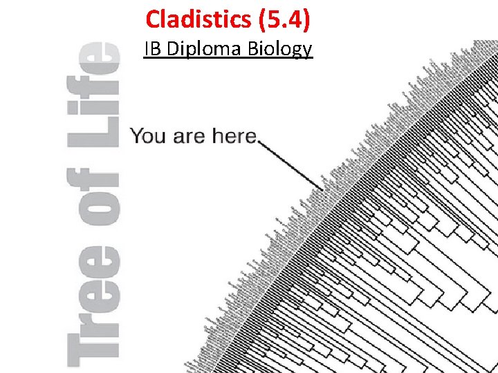 Cladistics (5. 4) IB Diploma Biology 