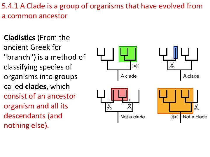 5. 4. 1 A Clade is a group of organisms that have evolved from
