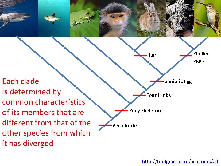 Shelled eggs Hair Each clade is determined by common characteristics of its members that