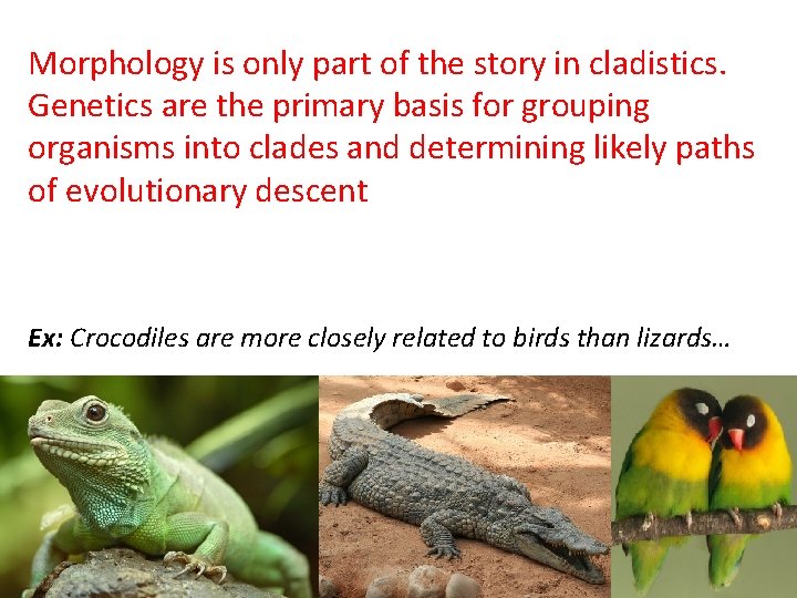 Morphology is only part of the story in cladistics. Genetics are the primary basis