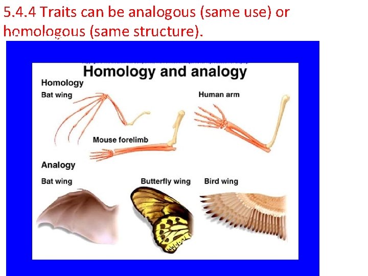 5. 4. 4 Traits can be analogous (same use) or homologous Homologous (same structure).