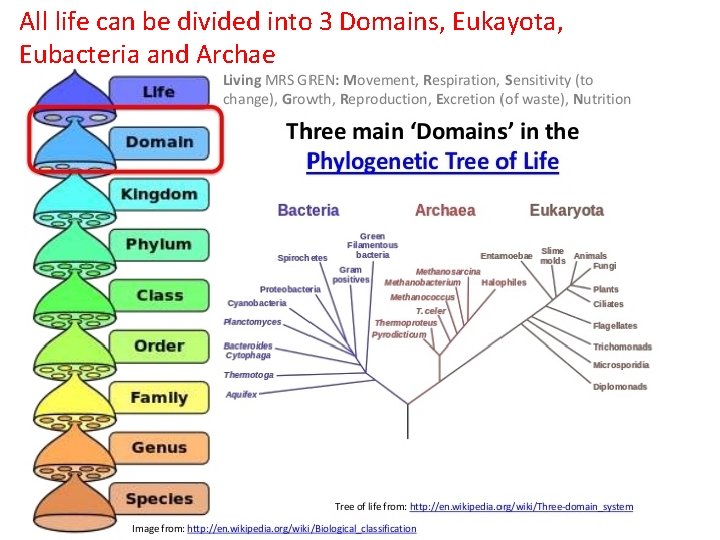 All life can be divided into 3 Domains, Eukayota, Eubacteria and Archae 