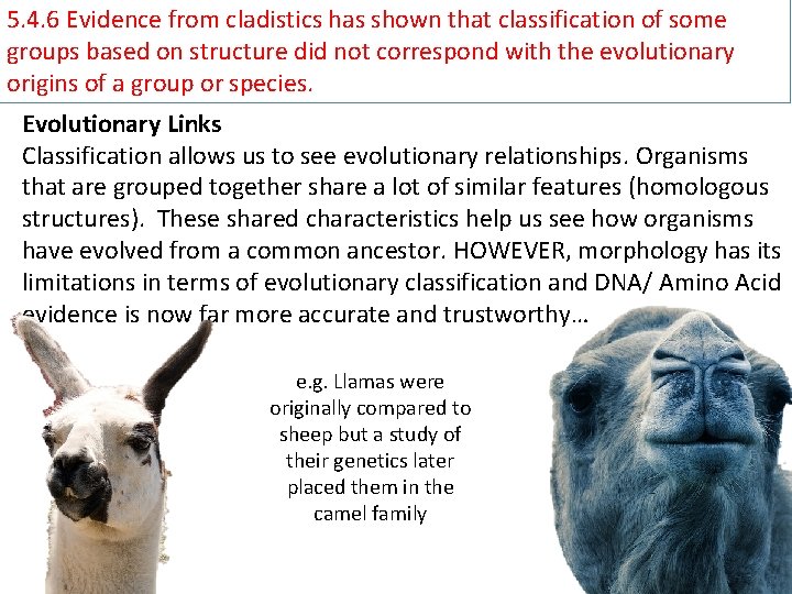 5. 4. 6 Evidence from cladistics has shown that classification of some groups based