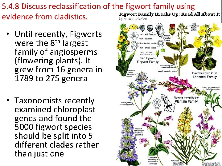 5. 4. 8 Discuss reclassification of the figwort family using evidence from cladistics. •