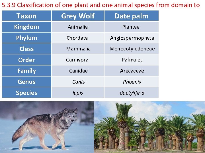 5. 3. 9 Classification of one plant and one animal species from domain to