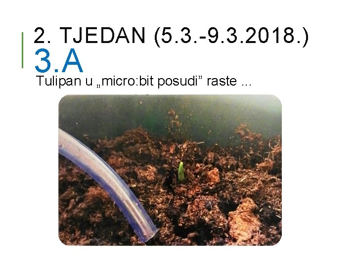 2. TJEDAN (5. 3. -9. 3. 2018. ) 3. A Tulipan u „micro: bit