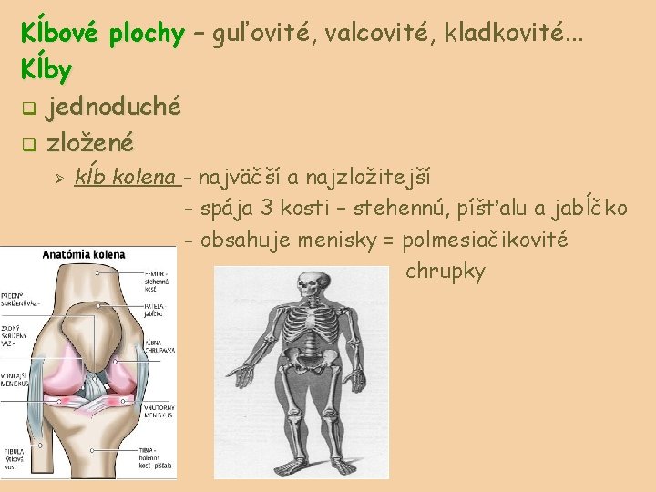 Kĺbové plochy – guľovité, valcovité, kladkovité. . . Kĺby q jednoduché q zložené Ø