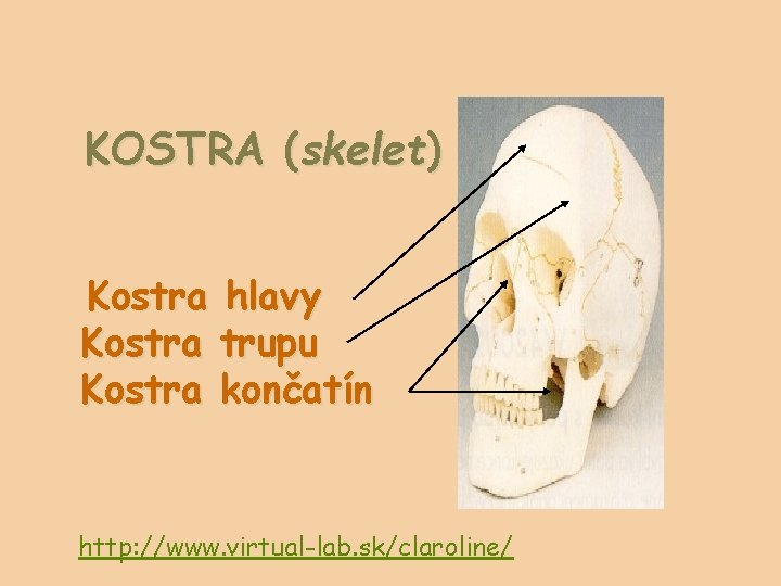 KOSTRA (skelet) Kostra hlavy Kostra trupu Kostra končatín http: //www. virtual-lab. sk/claroline/ 