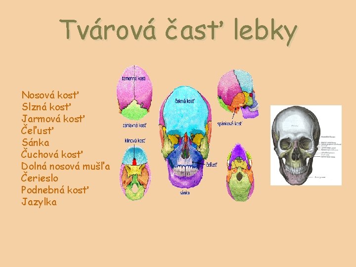 Tvárová časť lebky Nosová kosť Slzná kosť Jarmová kosť Čeľusť Sánka Čuchová kosť Dolná