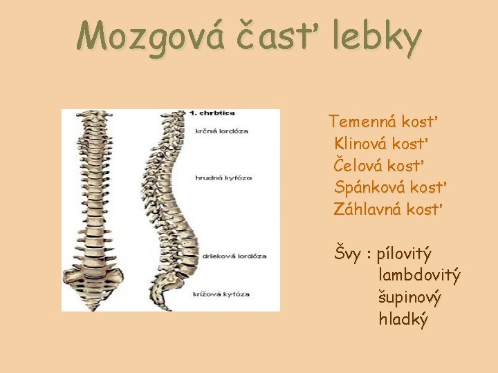 Mozgová časť lebky Temenná kosť Klinová kosť Čelová kosť Spánková kosť Záhlavná kosť Švy