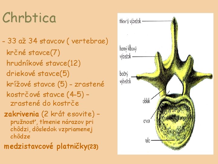 Chrbtica - 33 až 34 stavcov ( vertebrae) krčné stavce(7) hrudníkové stavce(12) driekové stavce(5)