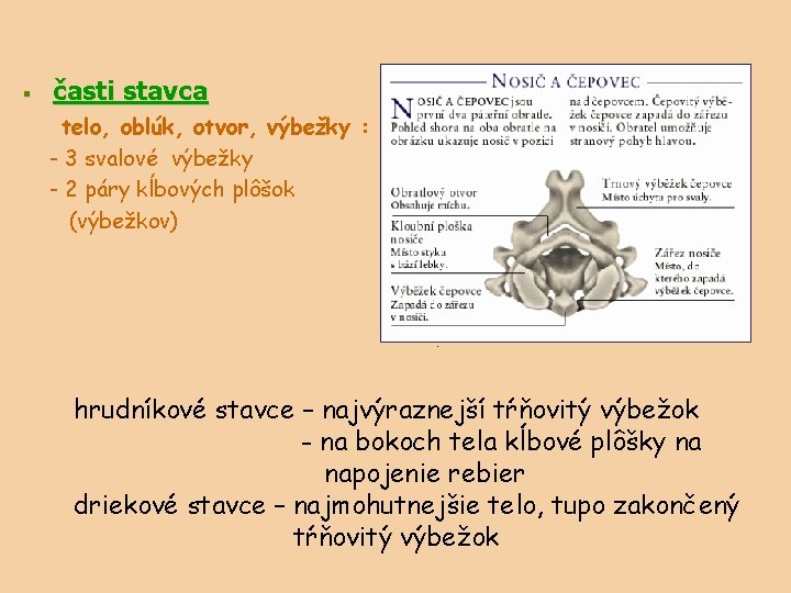 § časti stavca telo, oblúk, otvor, výbežky : - 3 svalové výbežky - 2