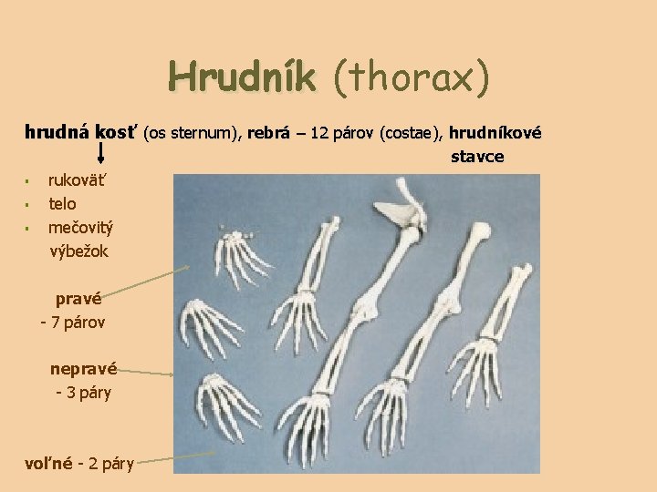 Hrudník (thorax) hrudná kosť (os sternum), rebrá – 12 párov (costae), hrudníkové stavce §