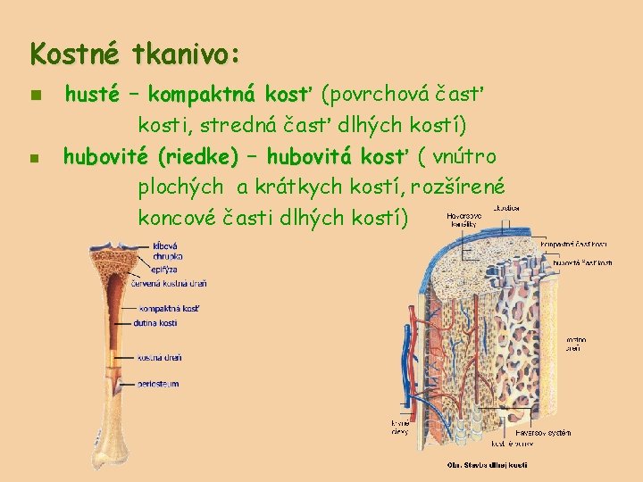 Kostné tkanivo: n n husté – kompaktná kosť (povrchová časť kosti, stredná časť dlhých