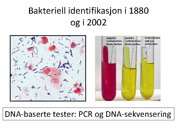 Bakteriell identifikasjon i 1880 og i 2002 DNA-baserte tester: PCR og DNA-sekvensering 