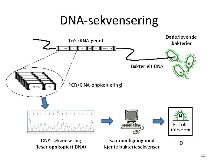 DNA-sekvensering Døde/levende bakterier 16 S r. RNA-genet Bakterielt DNA PCR (DNA-oppkopiering) E. Coli 100