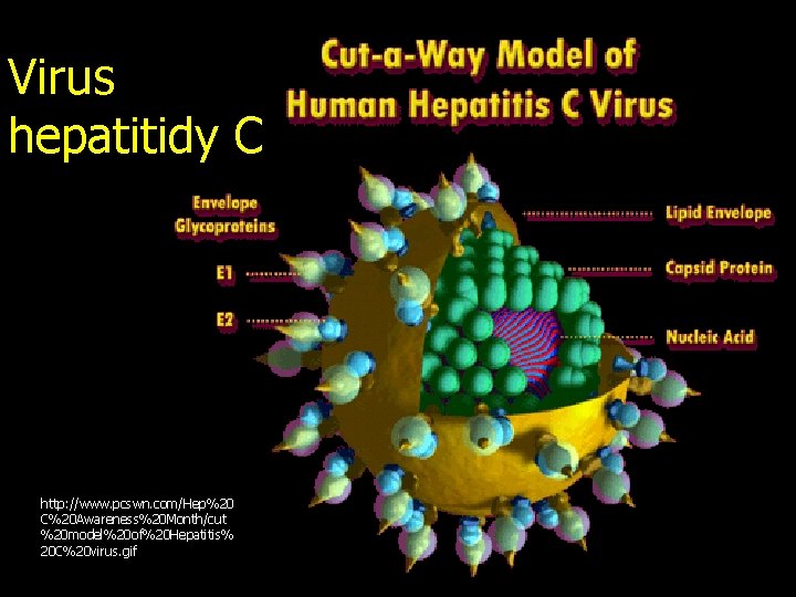 Virus hepatitidy C http: //www. pcswn. com/Hep%20 C%20 Awareness%20 Month/cut %20 model%20 of%20 Hepatitis%