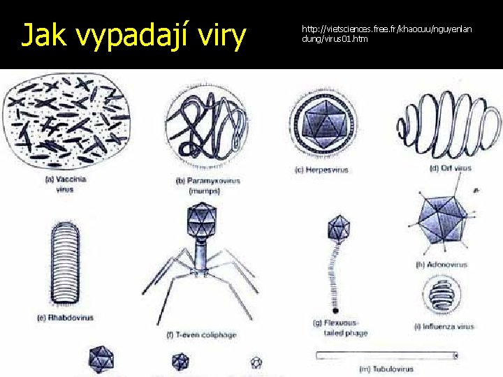 Jak vypadají viry http: //vietsciences. free. fr/khaocuu/nguyenlan dung/virus 01. htm 