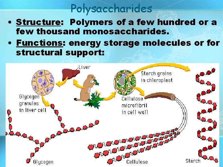 Polysaccharides • Structure: Polymers of a few hundred or a few thousand monosaccharides. • Polysaccharides • Structure: Polymers of a few hundred or a few thousand monosaccharides. •
