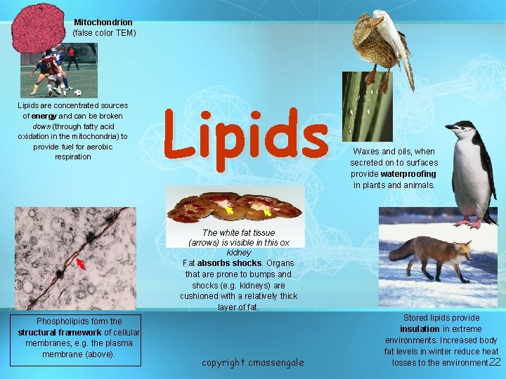 Mitochondrion (false color TEM) Lipids are concentrated sources of energy and can be broken Mitochondrion (false color TEM) Lipids are concentrated sources of energy and can be broken