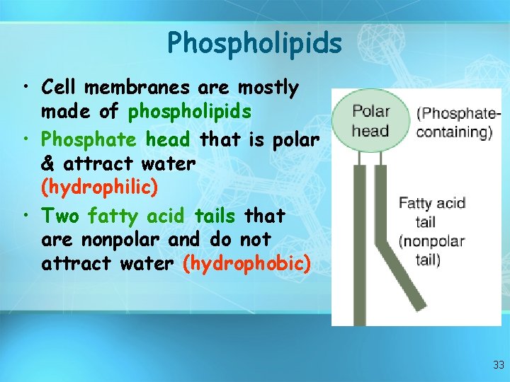Phospholipids • Cell membranes are mostly made of phospholipids • Phosphate head that is Phospholipids • Cell membranes are mostly made of phospholipids • Phosphate head that is