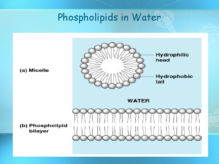 Phospholipids in Water Phospholipids in Water