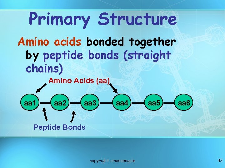 Primary Structure Amino acids bonded together by peptide bonds (straight chains) Amino Acids (aa) Primary Structure Amino acids bonded together by peptide bonds (straight chains) Amino Acids (aa)